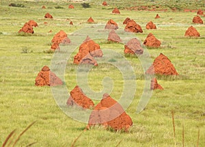 Termite mounds photo