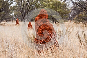 Termite mounds in the outback, Austalia