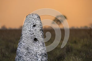 Termite mounds in Pantanal countyside environment,, Transpantaneira Route, Pantanal,