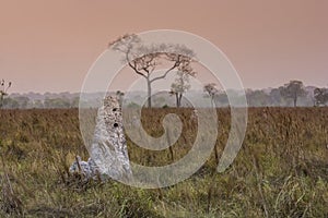 Termite mounds in Pantanal countyside environment,, Transpantaneira Route, Pantanal,