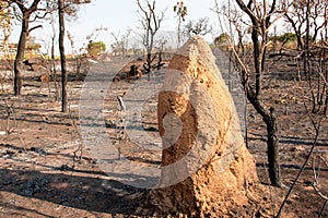 Termite Mount After a Forest Fire