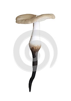 Termite mushroom have isolated on white background