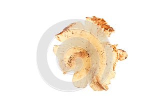 Termite mushroom on white background