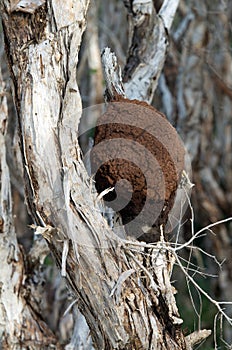 Termite Nest