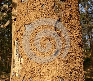 AÂ termite nest is also known as aÂ termitary or termitarium