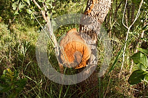 Termite nest built in a tree