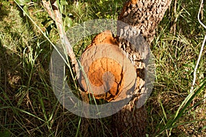 Termite nest built in a tree