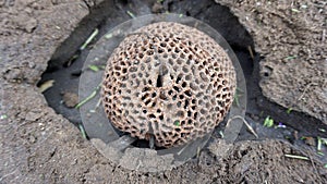 The termite nest is a circular shape with small holes naturally occurring in the garden