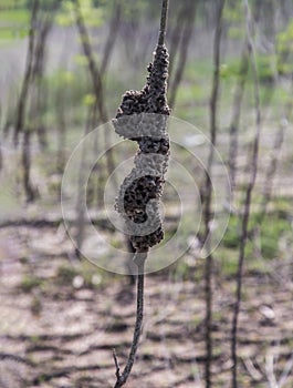 Termite nest covering dry tree in mangrove forest