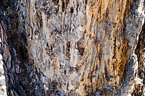 Termite nest Damage on a dead tree. photo