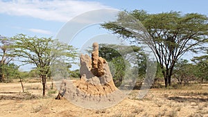 Termite nest, Ethiopia, Africa