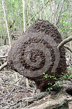 Termite Nest on the forest at Giron