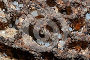 Termite nest . photo