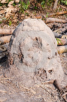 Termite nest mound, Giant termites