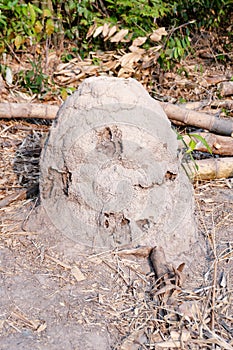 Termite nest mound, Giant termites