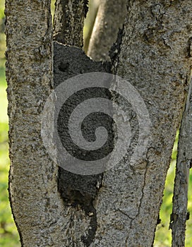 Termite nest nestled in a tree