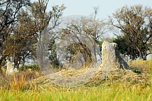 Termite nest in the Okavango delta, Botswana