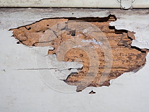 Termite nest pattern on old brown wooden wall.