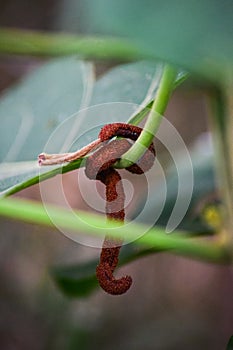 Termite nest on plant