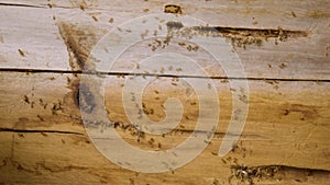 Termite Nest Proliferation In Wood In Ecuador