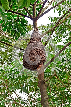 Termite Nest in the Rain forest Canopy