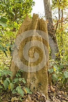 Termite nest in sal forest in Bardia national park, Terai, Nepal