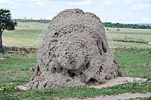Termite Nest (Termitarium), Masai MAra