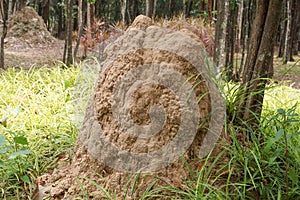 Termite nest