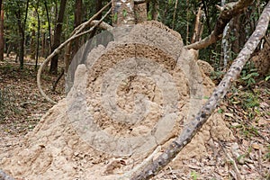 Termite nest