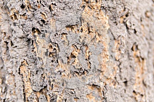 Termite nest on tree bark