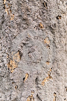 Termite nest on tree bark