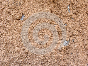 Termite nest on tree bark