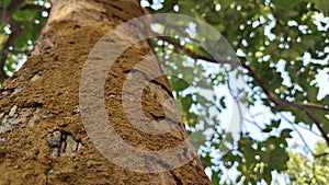 Termite nest on a tree Close up termites eating tree branch, wood eaten by termites or white ants. selective focus