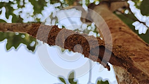 Termite nest on a tree Close up termites eating tree branch, wood eaten by termites or white ants. selective focus