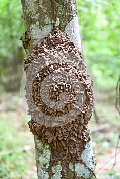 Termite nest on a tree in the nature forest