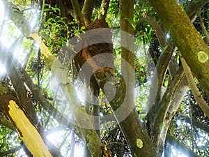 Termite nest on the tree white ant