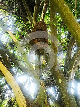 Termite nest on the tree white ant sunshine