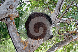 Termitas nido sobre el un árbol 