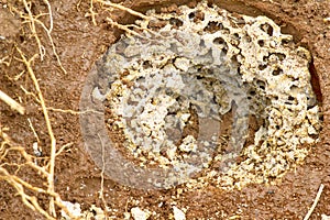 Termite nest underground.