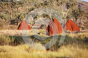 Termite nests