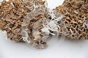 Termite nests