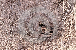 Termite nests