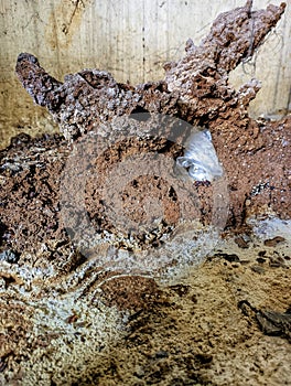 Termite nests made of soil begin to grow