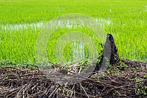 Termite nests that occur in the fields