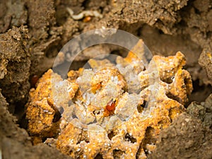 Termite nests in the soil