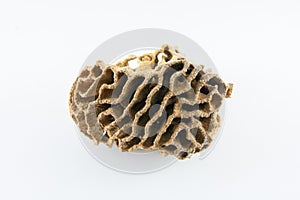 Termite nests white background