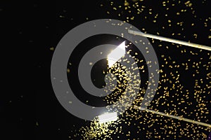 Termite queen flying at the bright lights