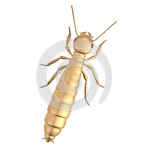 termite reproductive