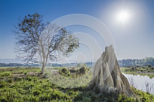 Termite's mound in Bardia, Nepal