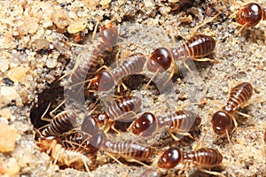 Termite soil